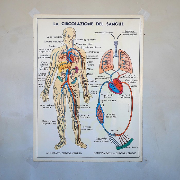 Miniatura dell'articolo Poster didattico La digestione e La circolazione del sangue - Oggetto n.251