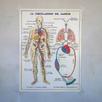 Miniatura dell'articolo Poster didattico La digestione e La circolazione del sangue - Oggetto n.251