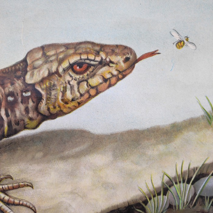 Passa il mouse sull'immagine per ingrandire Immagine dell'articolo Poster Poster didattico la lucertola n.330