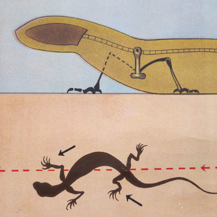 Passa il mouse sull'immagine per ingrandire Immagine dell'articolo Poster Poster didattico la lucertola n.330
