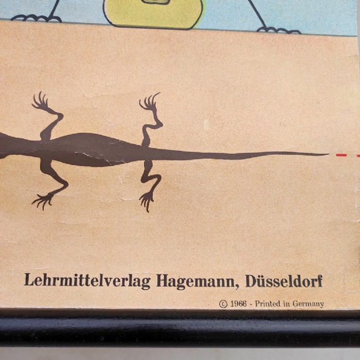 Passa il mouse sull'immagine per ingrandire Immagine dell'articolo Poster Poster didattico la lucertola n.330
