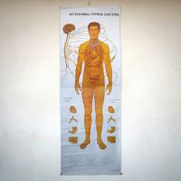 Miniatura dell'articolo Poster anatomico Sistema nervoso vegetativo vintage - Oggetto n.149