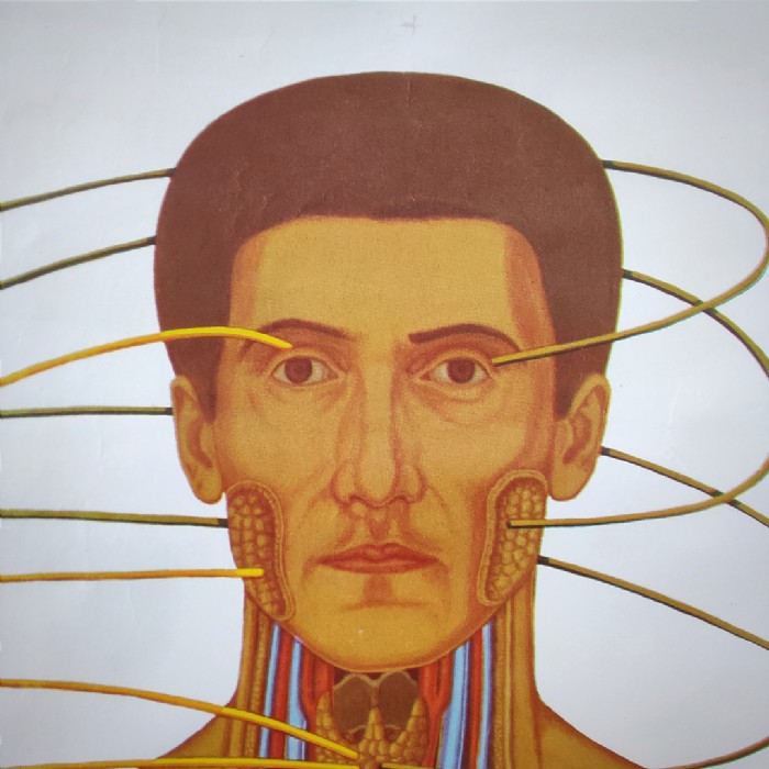 Miniatura dell'articolo Poster anatomico Sistema nervoso vegetativo vintage - Oggetto n.149