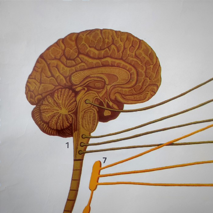Miniatura dell'articolo Poster anatomico Sistema nervoso vegetativo vintage - Oggetto n.149