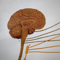 Miniatura dell'articolo Poster anatomico Sistema nervoso vegetativo vintage - Oggetto n.149