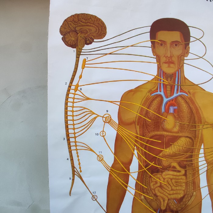 Miniatura dell'articolo Poster anatomico Sistema nervoso vegetativo vintage - Oggetto n.149