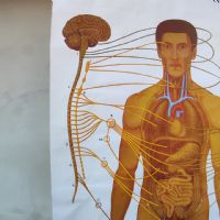 Miniatura dell'articolo Poster anatomico Sistema nervoso vegetativo vintage - Oggetto n.149