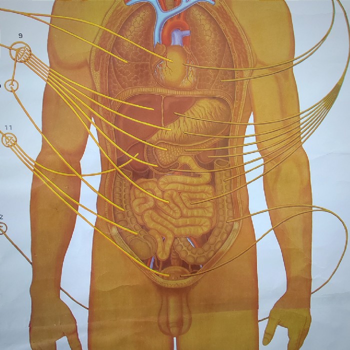 Miniatura dell'articolo Poster anatomico Sistema nervoso vegetativo vintage - Oggetto n.149