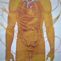 Miniatura dell'articolo Poster anatomico Sistema nervoso vegetativo vintage - Oggetto n.149
