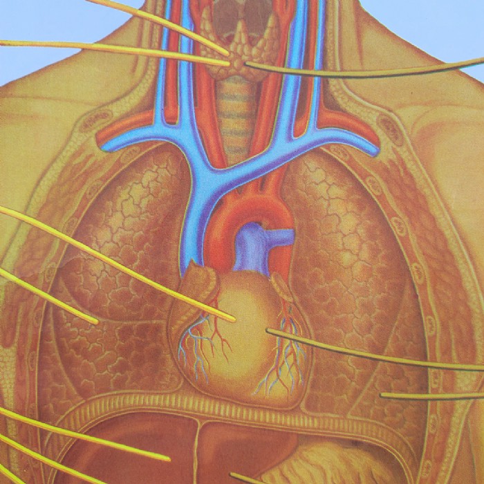 Miniatura dell'articolo Poster anatomico Sistema nervoso vegetativo vintage - Oggetto n.149
