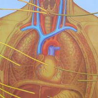 Miniatura dell'articolo Poster anatomico Sistema nervoso vegetativo vintage - Oggetto n.149