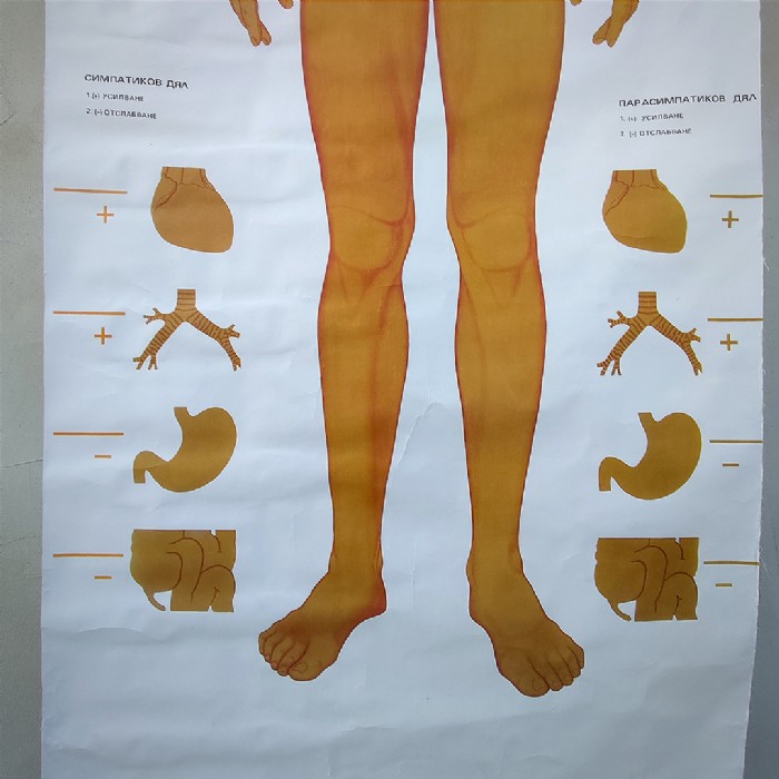 Miniatura dell'articolo Poster anatomico Sistema nervoso vegetativo vintage - Oggetto n.149