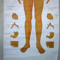 Miniatura dell'articolo Poster anatomico Sistema nervoso vegetativo vintage - Oggetto n.149