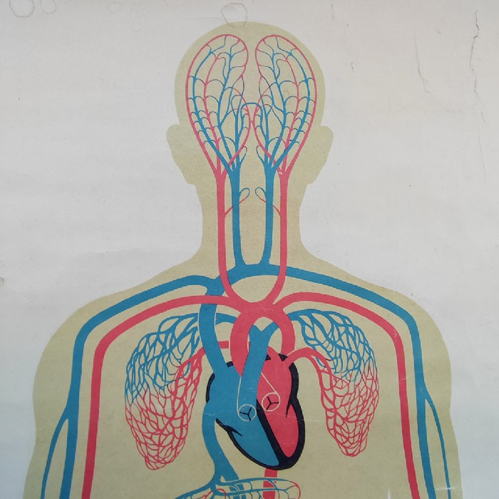 Immagine dell'articolo Poster Poster didattico apparato circolatorio umano vintage n.440