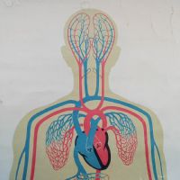 Miniatura dell'articolo Poster Poster didattico apparato circolatorio umano vintage n.440