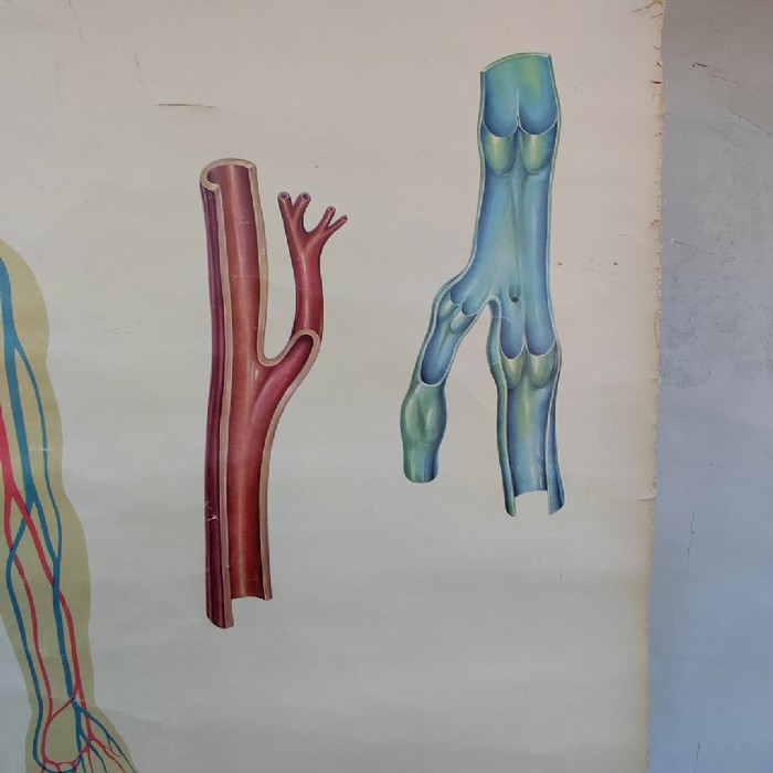 Immagine dell'articolo Poster Poster didattico apparato circolatorio umano vintage n.440