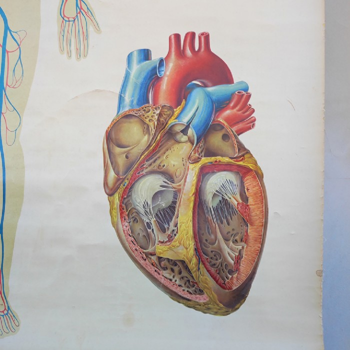 Immagine dell'articolo Poster Poster didattico apparato circolatorio umano vintage n.440