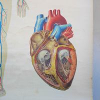 Miniatura dell'articolo Poster Poster didattico apparato circolatorio umano vintage n.440
