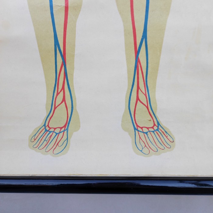 Immagine dell'articolo Poster Poster didattico apparato circolatorio umano vintage n.440