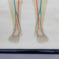 Miniatura dell'articolo Poster Poster didattico apparato circolatorio umano vintage n.440