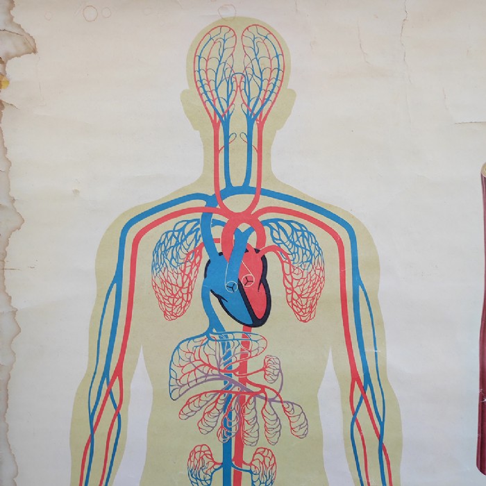 Immagine dell'articolo Poster Poster didattico apparato circolatorio umano vintage n.440