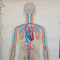 Miniatura dell'articolo Poster Poster didattico apparato circolatorio umano vintage n.440