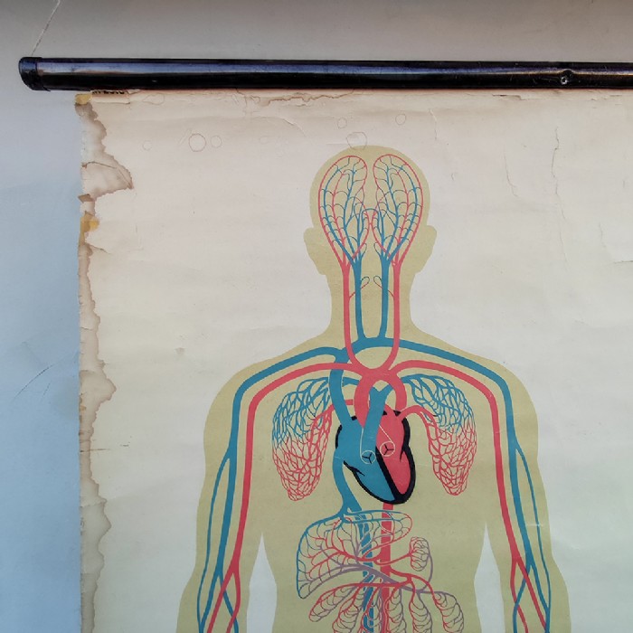Immagine dell'articolo Poster Poster didattico apparato circolatorio umano vintage n.440