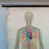 Miniatura dell'articolo Poster Poster didattico apparato circolatorio umano vintage n.440