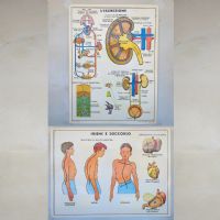 Miniatura dell'articolo Poster didattico Escrezione e Igiene soccorso - Oggetto n.252
