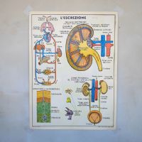 Miniatura dell'articolo Poster didattico Escrezione e Igiene soccorso - Oggetto n.252