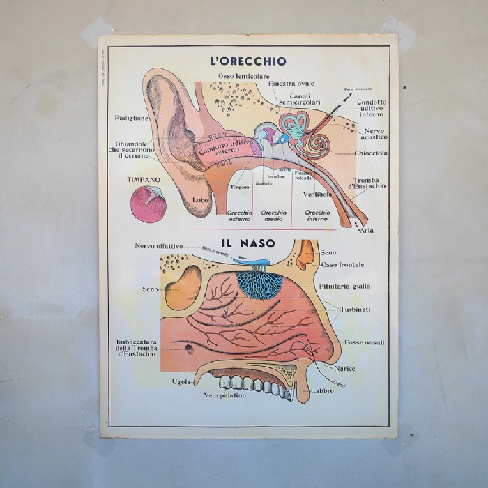 Miniatura dell'articolo Poster didattico L'orecchio e L'occhio e la vista - Oggetto n.253
