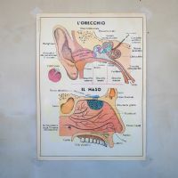Miniatura dell'articolo Poster didattico L'orecchio e L'occhio e la vista - Oggetto n.253