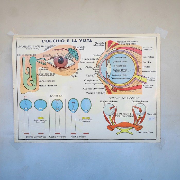 Miniatura dell'articolo Poster didattico L'orecchio e L'occhio e la vista - Oggetto n.253