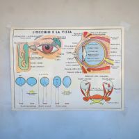 Miniatura dell'articolo Poster didattico L'orecchio e L'occhio e la vista - Oggetto n.253