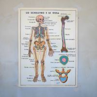 Miniatura dell'articolo Poster didattico Lo scheletro e le ossa e Le articolazioni - Oggetto n.255