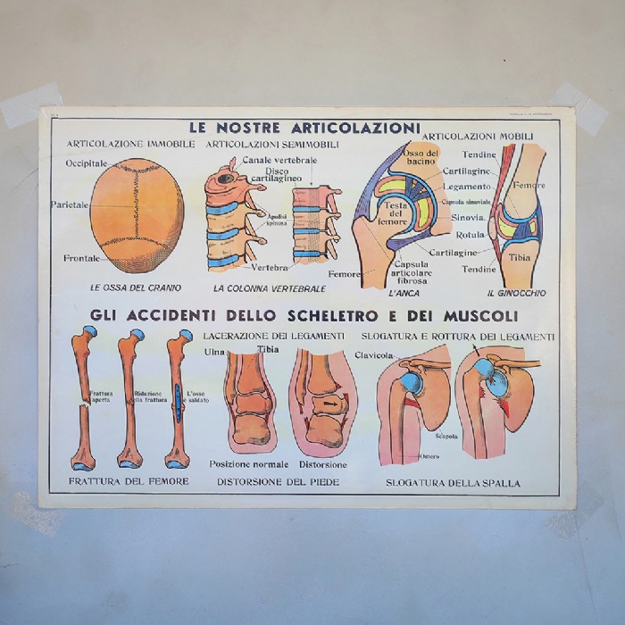 Miniatura dell'articolo Poster didattico Lo scheletro e le ossa e Le articolazioni - Oggetto n.255