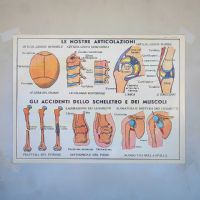 Miniatura dell'articolo Poster didattico Lo scheletro e le ossa e Le articolazioni - Oggetto n.255
