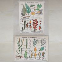 Miniatura dell'articolo Poster didattico Il grano le graminacee e le piante senza fiori - Oggetto n.272