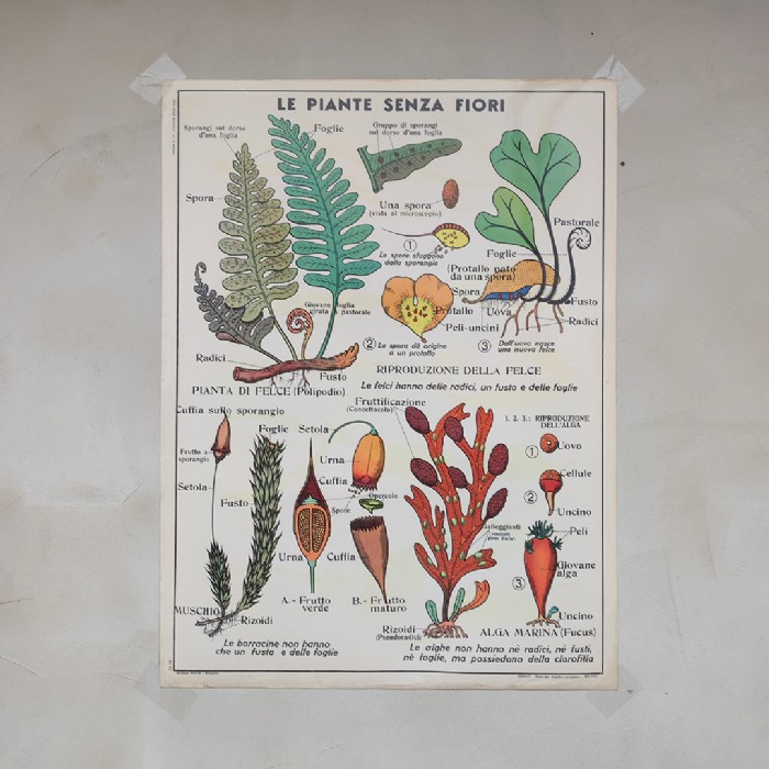 Miniatura dell'articolo Poster didattico Il grano le graminacee e le piante senza fiori - Oggetto n.272