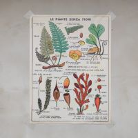 Miniatura dell'articolo Poster didattico Il grano le graminacee e le piante senza fiori - Oggetto n.272