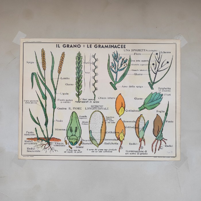 Miniatura dell'articolo Poster didattico Il grano le graminacee e le piante senza fiori - Oggetto n.272