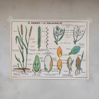 Miniatura dell'articolo Poster didattico Il grano le graminacee e le piante senza fiori - Oggetto n.272