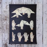 Ingrandisci l'immagine Miniatura dell'articolo Poster Set di 4 poster medici didattici anni 30 n.321