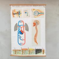 Poster didattico organi di senso e sistema nervoso vintage n�NaN di colore Misto