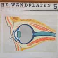 Miniatura dell'articolo Poster Poster didattico organi di senso e sistema nervoso vintage n.446