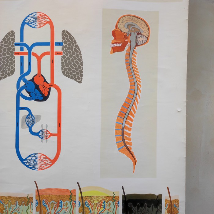 Immagine dell'articolo Poster Poster didattico organi di senso e sistema nervoso vintage n.446