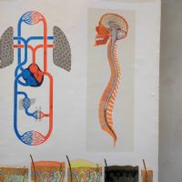 Miniatura dell'articolo Poster Poster didattico organi di senso e sistema nervoso vintage n.446