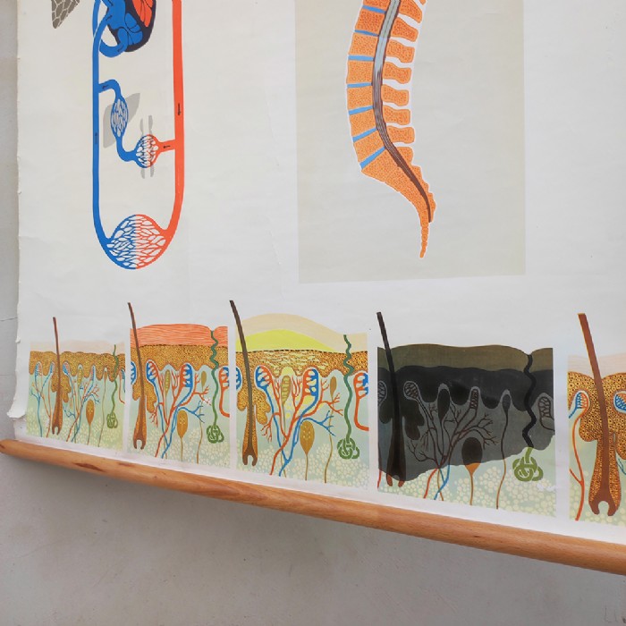 Immagine dell'articolo Poster Poster didattico organi di senso e sistema nervoso vintage n.446