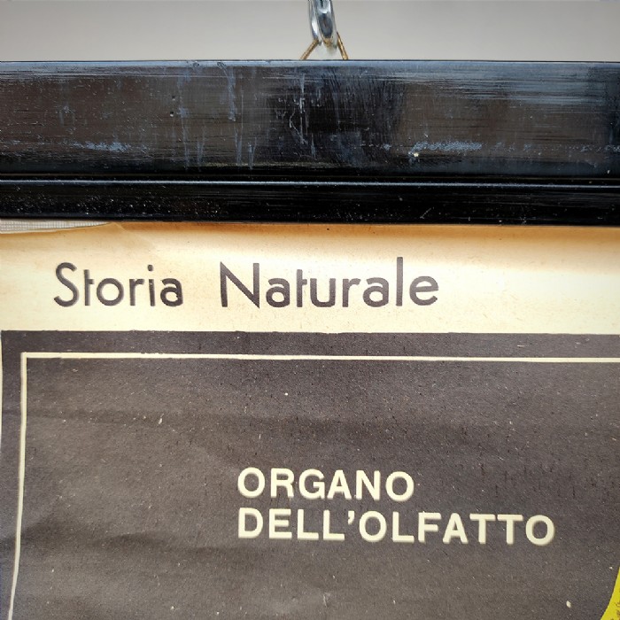 Miniatura dell'articolo Poster il corpo umano tavola 1 Paravia Torino vintage - Oggetto n.150