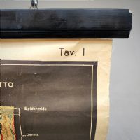 Miniatura dell'articolo Poster il corpo umano tavola 1 Paravia Torino vintage - Oggetto n.150